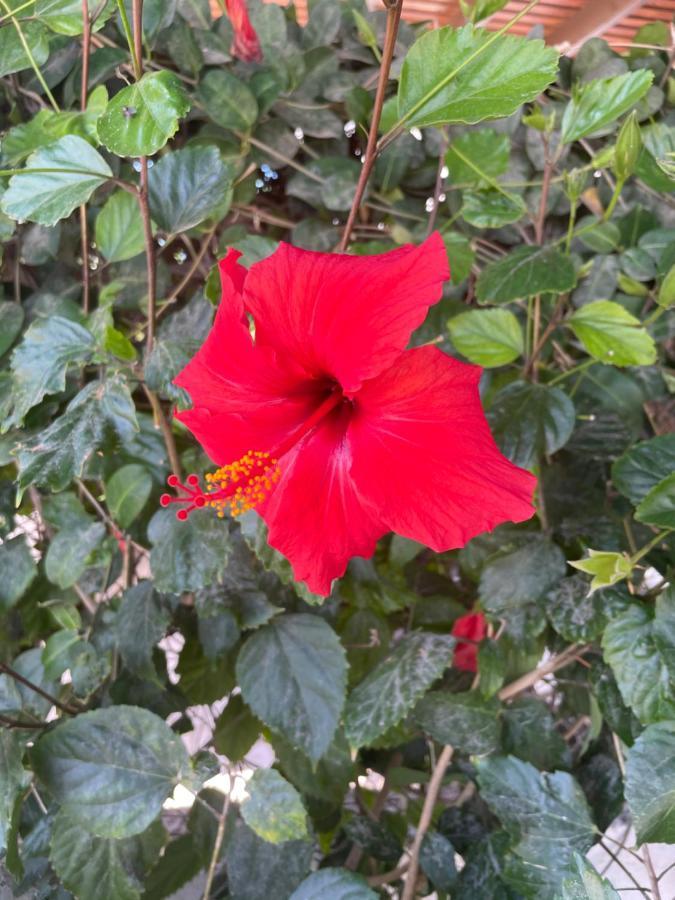 Amorgos Gardens